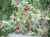 Tn IMG 5723